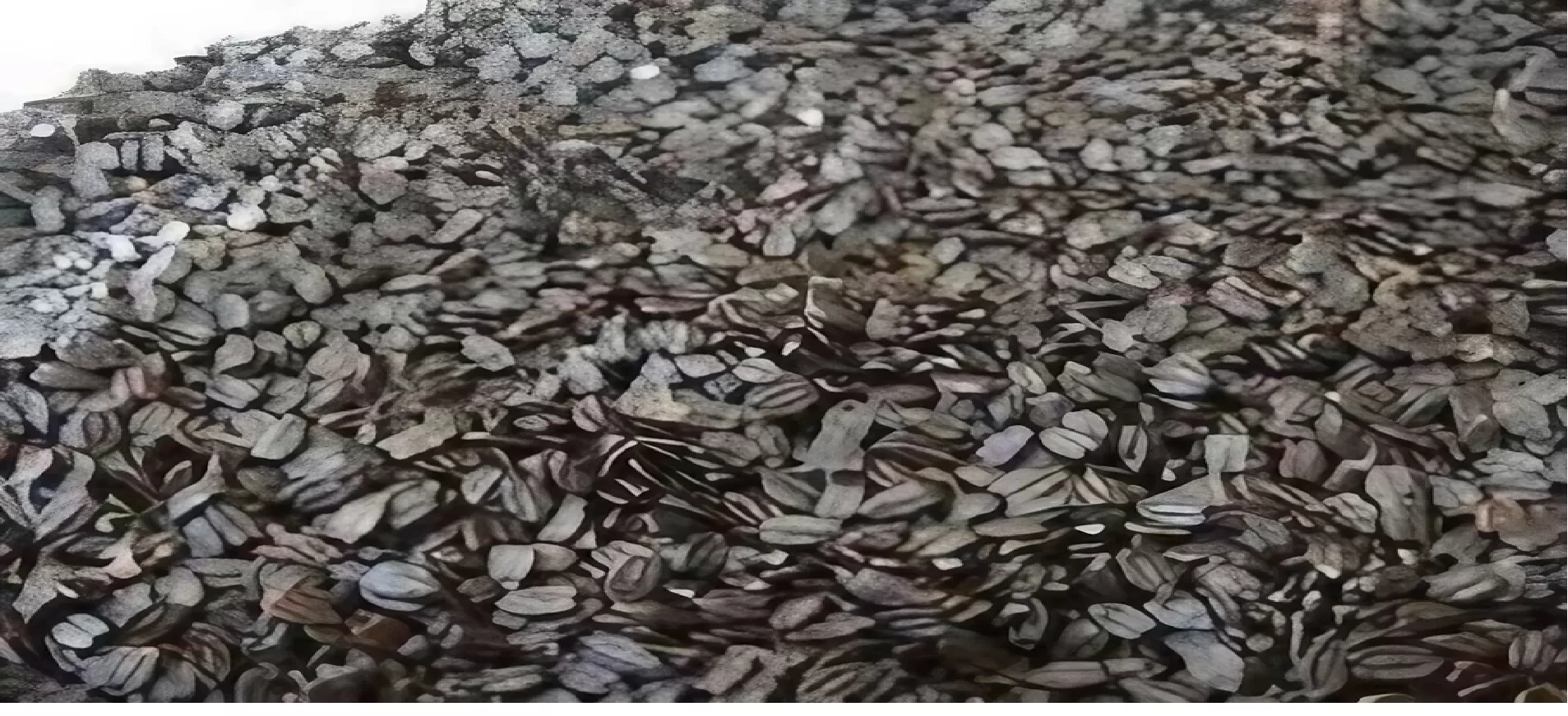 ban silam